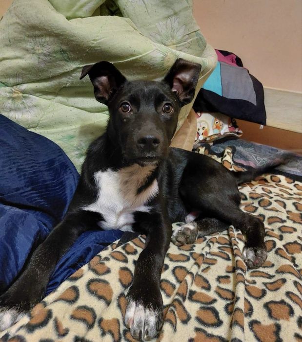 Метис стафа мальчик 6 месяцев в добрые руки