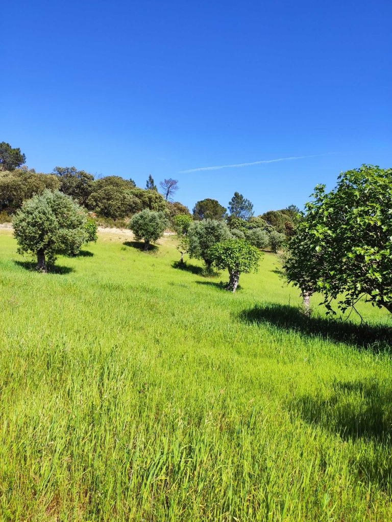 Terreno rústico, 7800m2 - Disfrute da natureza em Torres Novas!