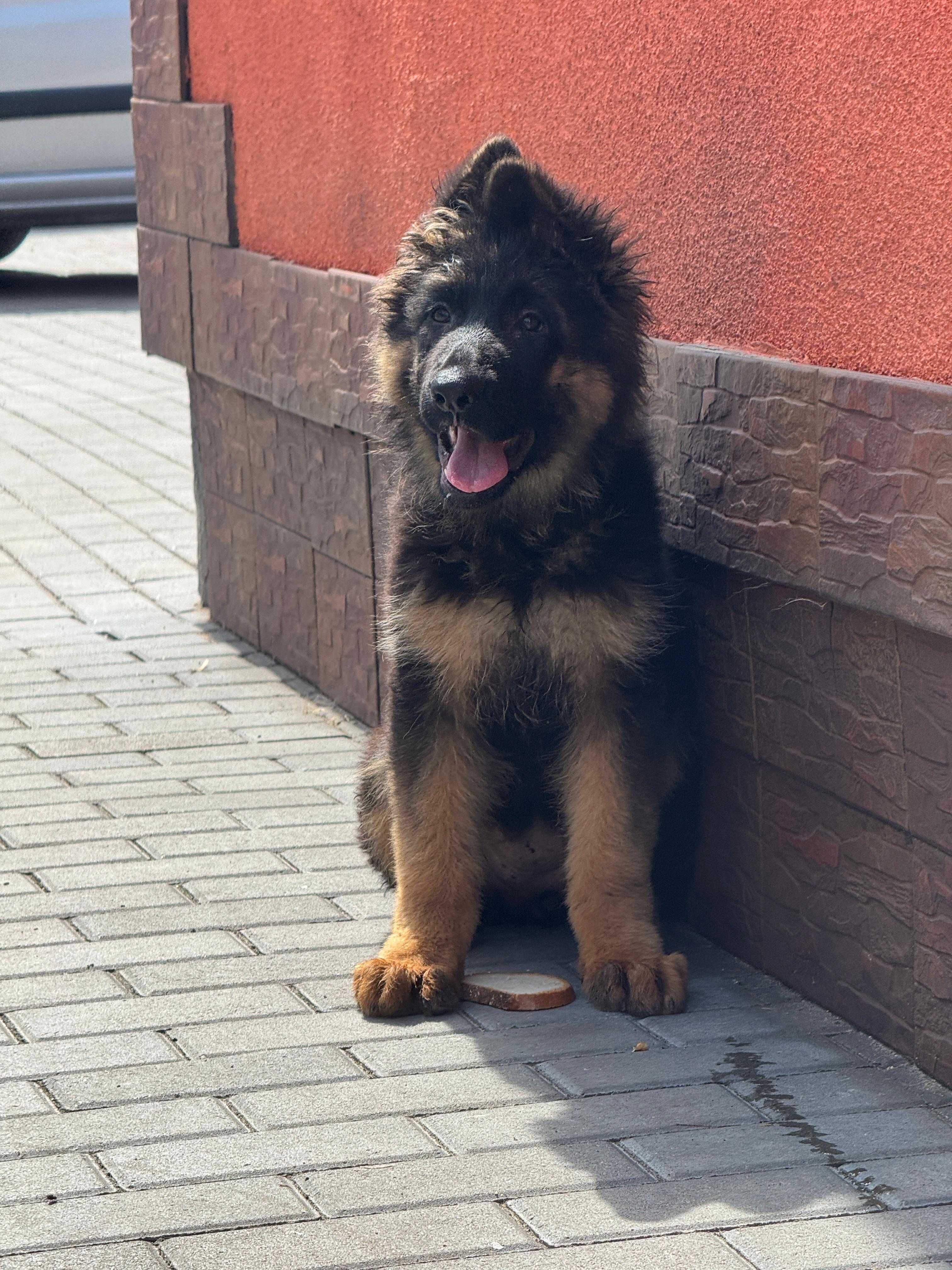 Owczarek niemiecki suczka