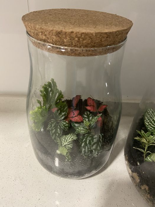 Terrario com plantas naturais 2 tamanhos diaponiveis