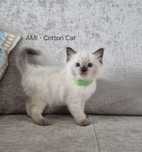 RAGDOLL 6-cio tygodniowe cuda.