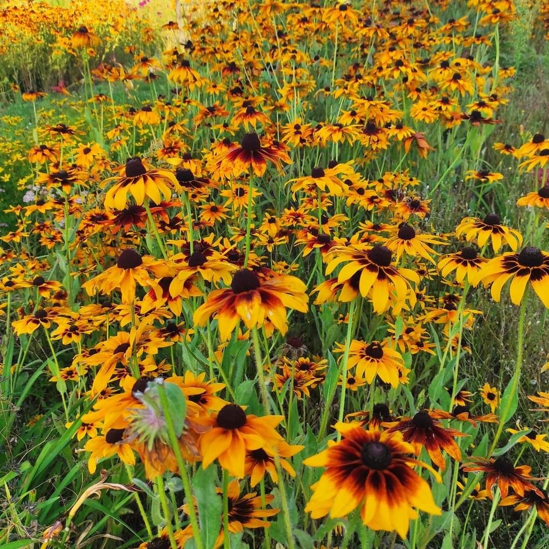 Rudbekia obficie kwitnie od lata do jesieni  różne kolory sadzonki