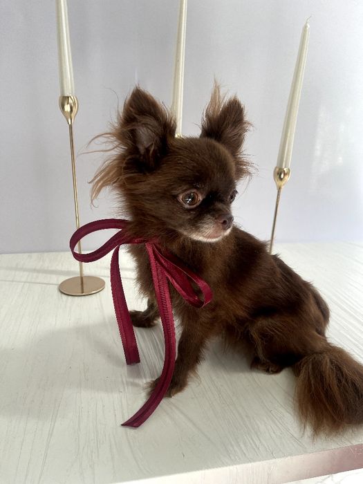 VIP Чіхуахуа шоколадна принцеса