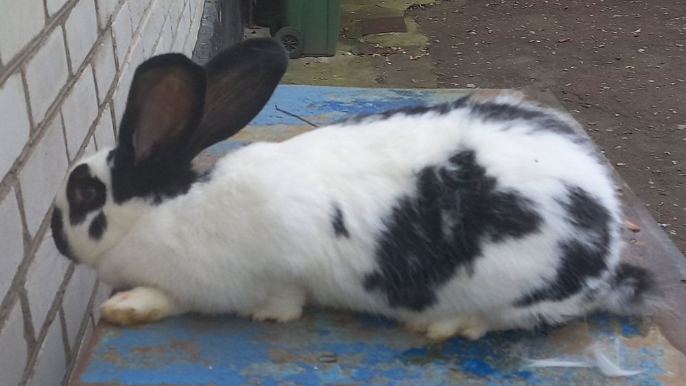 Продам самця кролика