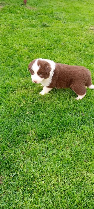 Border collie -piesek