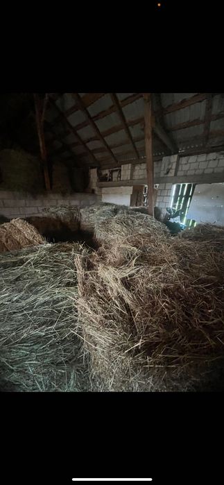 Siano 2025 suche pogodne