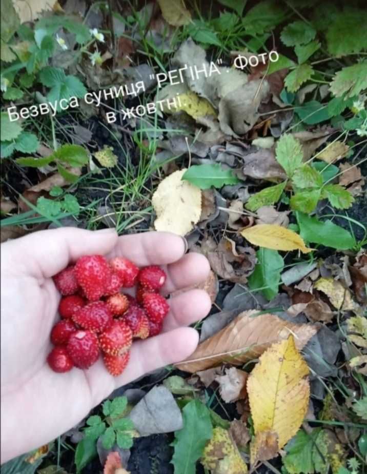 Суниця альпійська