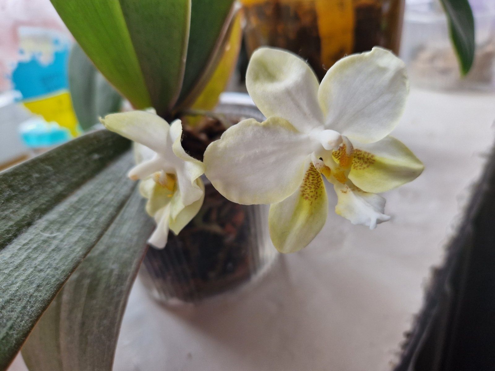 Орхідея фаленопсис Phal. An Tai Jade