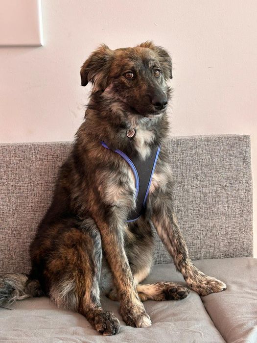 Wesoły duet do pokochania! Tessa i Bobi szukają domu