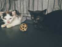 uratowane male kotki do adopcji