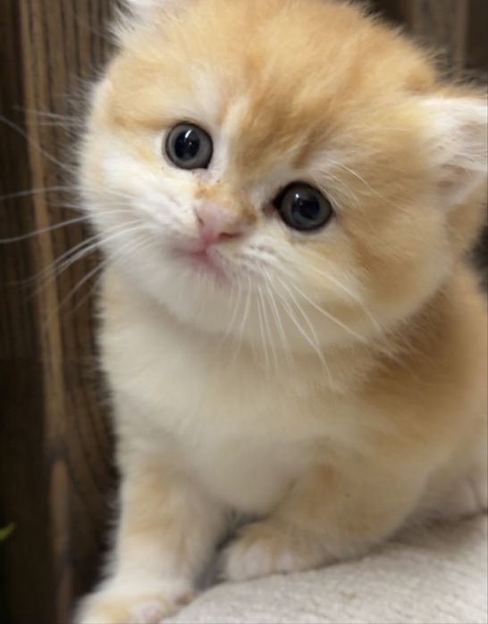 Золотая шиншила британці