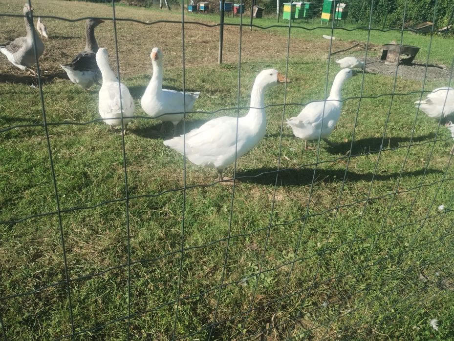 Gesi koludzkie z marca garbonosy kaczki staropolskie