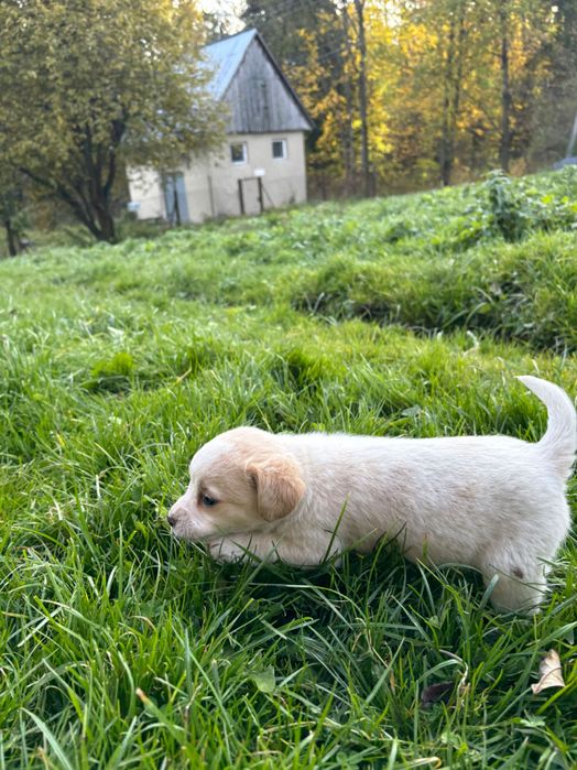 Mamy do oddania w dobre rece pieski