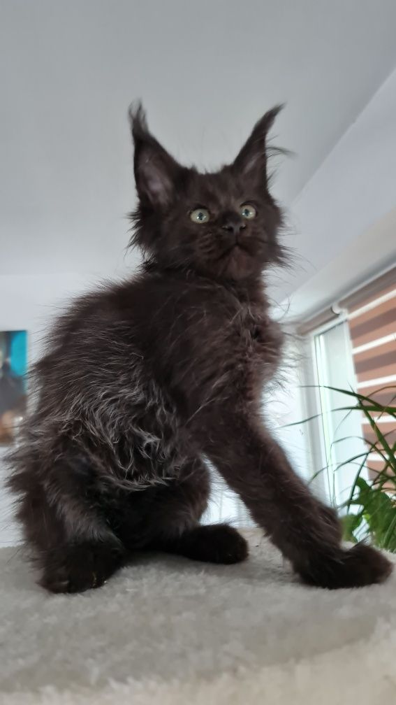 Maine coon  kotka czarna