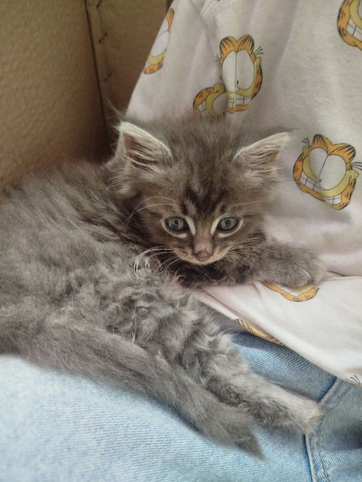 Кошенята в добрі руки