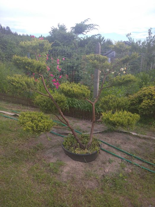 Bonsai Niwaki Jałowiec Formowany