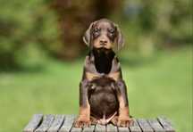 Doberman szczeniak FCI cudny czekoladowy piesek