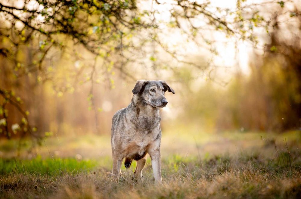 Karinka - delikatna, spokojna sunia do rany przyłóż!