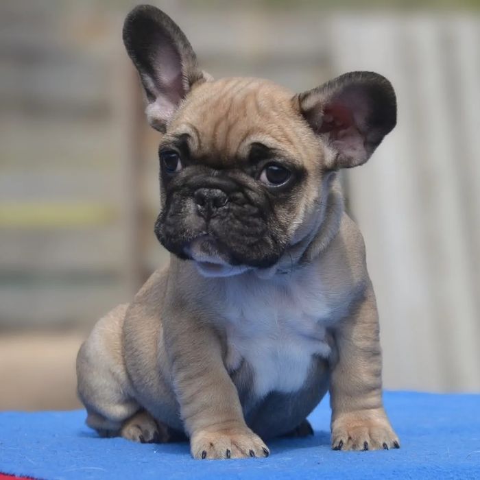 Палевые щенки с документами КСУ