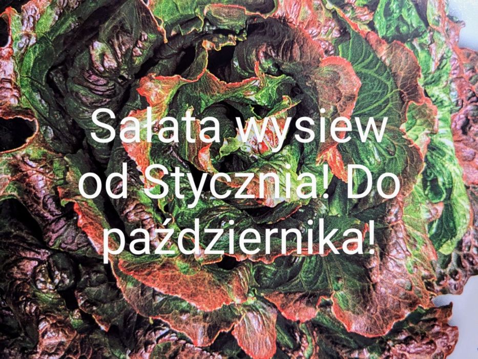 Fasolnik czerwony włoski Fasola 60 cm tyczna
