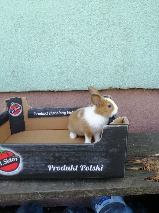 Króliczek karzełek gładki, Teddy, Hermelin