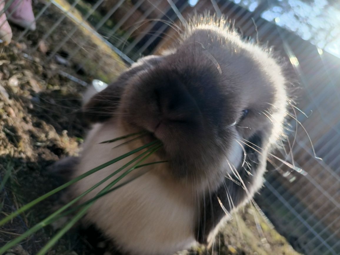 Królik mini lop super charakter ułożony oswojony klatka transporter