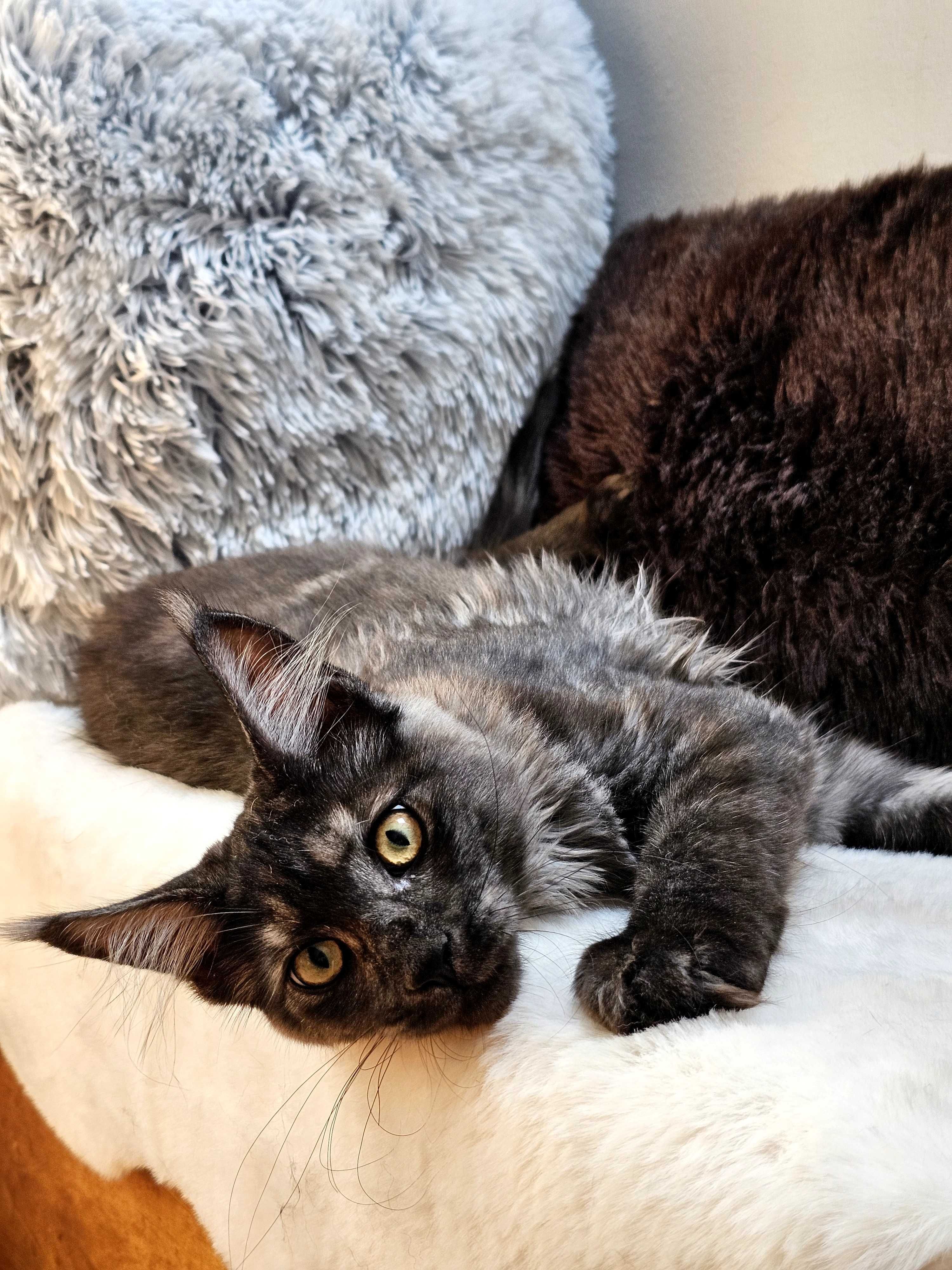 Kotka rasy Maine Coon - rodowód FPL