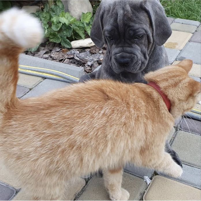 Елітні хлопчики Cane corso-сірого забарвлення