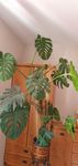 Monstera deliciosa kwiatek domowy duży