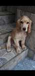 piesek cocker spaniel