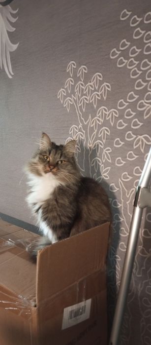 Пропала кошка . Пушистая , игривая ,.