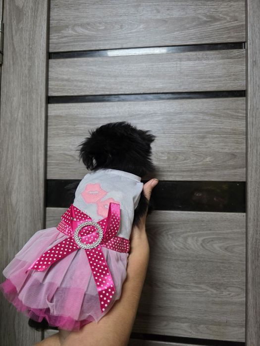 Девочка и мальчик породы Мальтипу