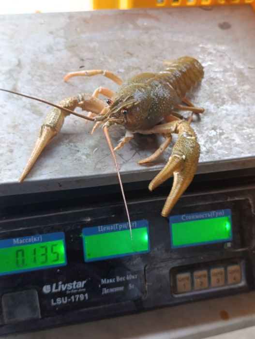 Букет з раків живі свіжі раки