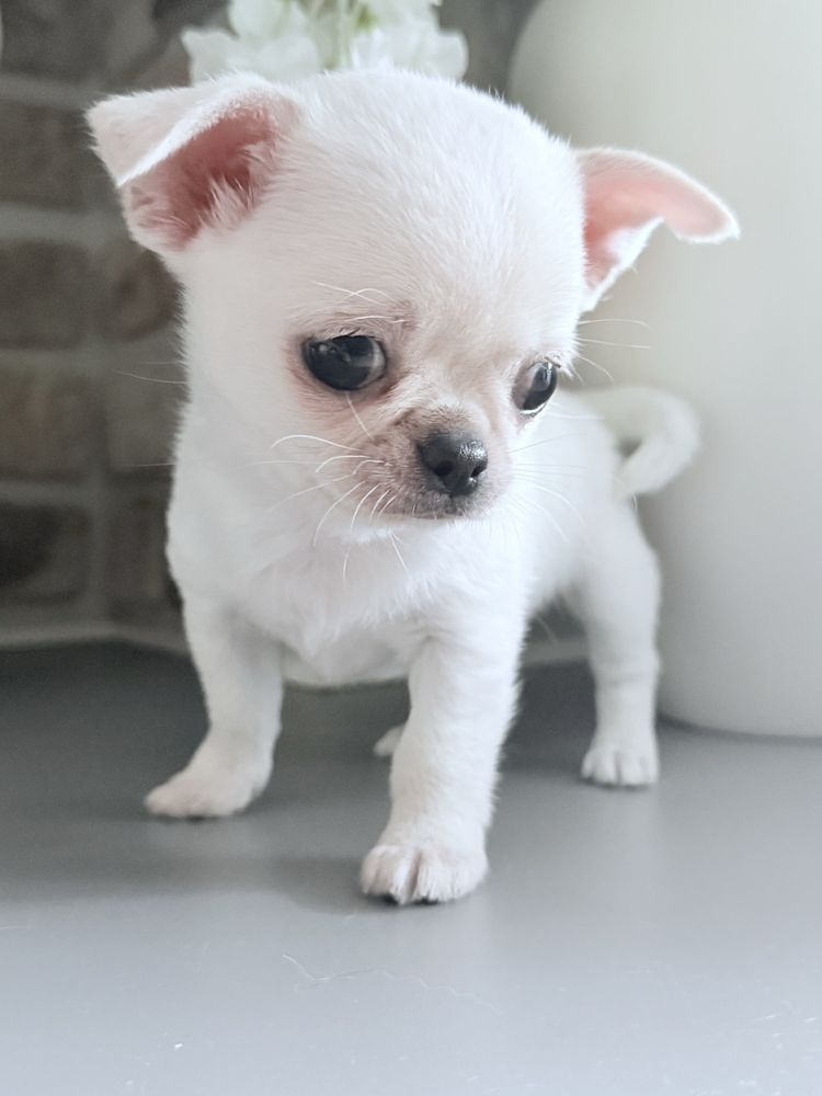 Piesek Chihuahua xs z prawdziwym rodowodem ZKwP FCI