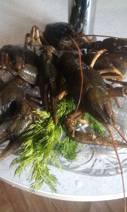 Продам раки живие ,любой размер