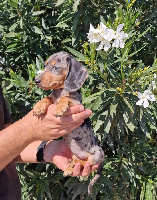 Teckel Black Merle Fêmea