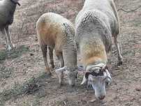 Vendo carneiro macho