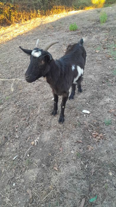Casal de cabras novas