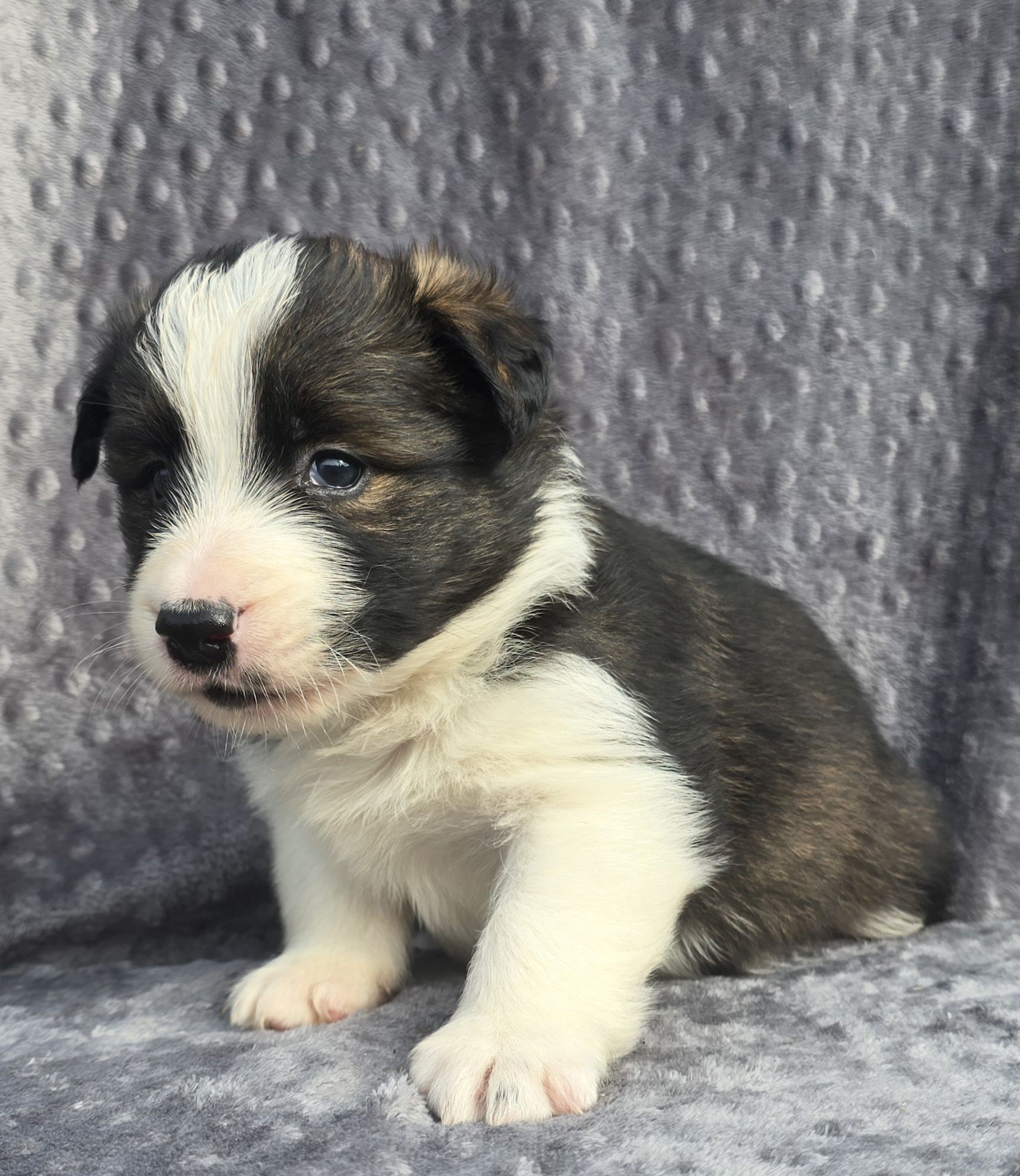 Border Collie piesek 1