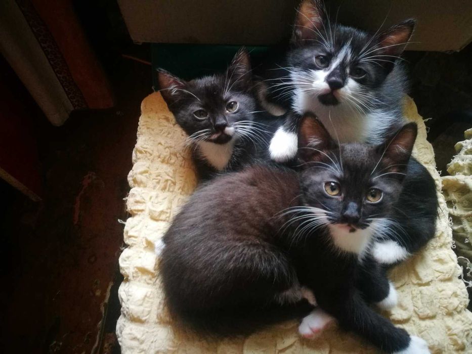 Кошеня у подарунок! Котики та кошечки 2 мес. едят все, лоток на 5!