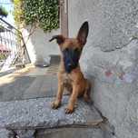 Owczarek Belgijski Malinois piękny piesek