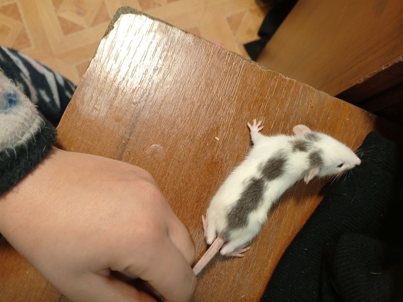 Крысынята продам