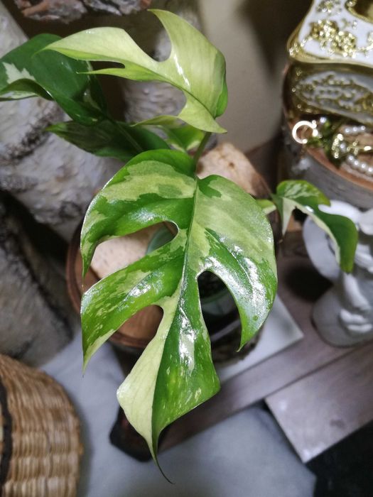 Monstera Minima Variegata Raphidophora Tetrasperma philodendron 1 liść