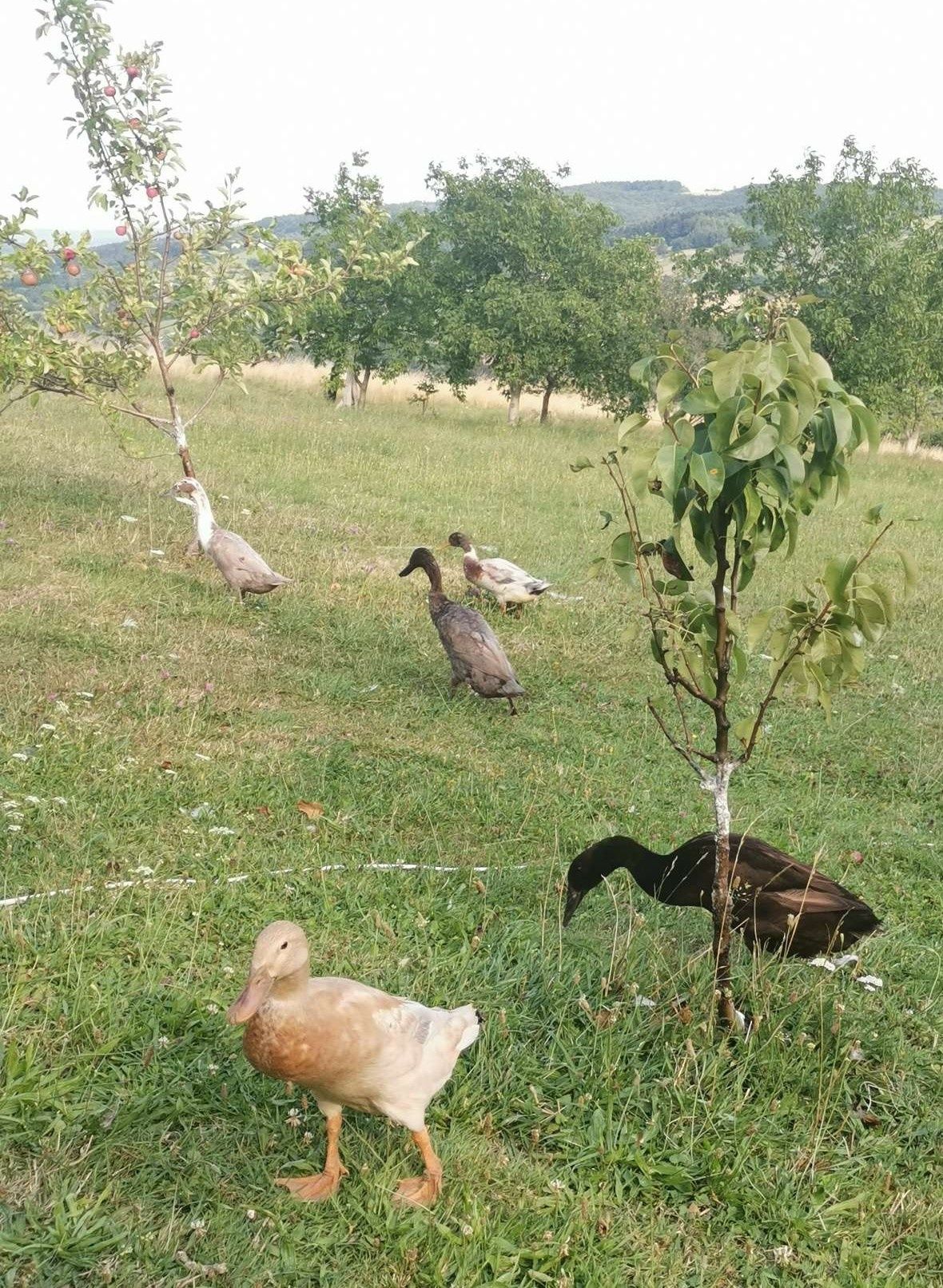 Jajka jaja lęgowe biegus indyjski, kaczki