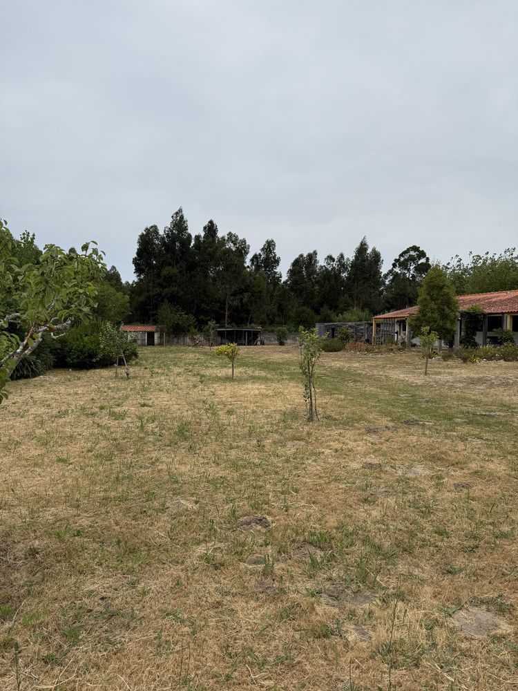 Quinta no Centro de Mira com 10.000 m² – Oportunidade Única!