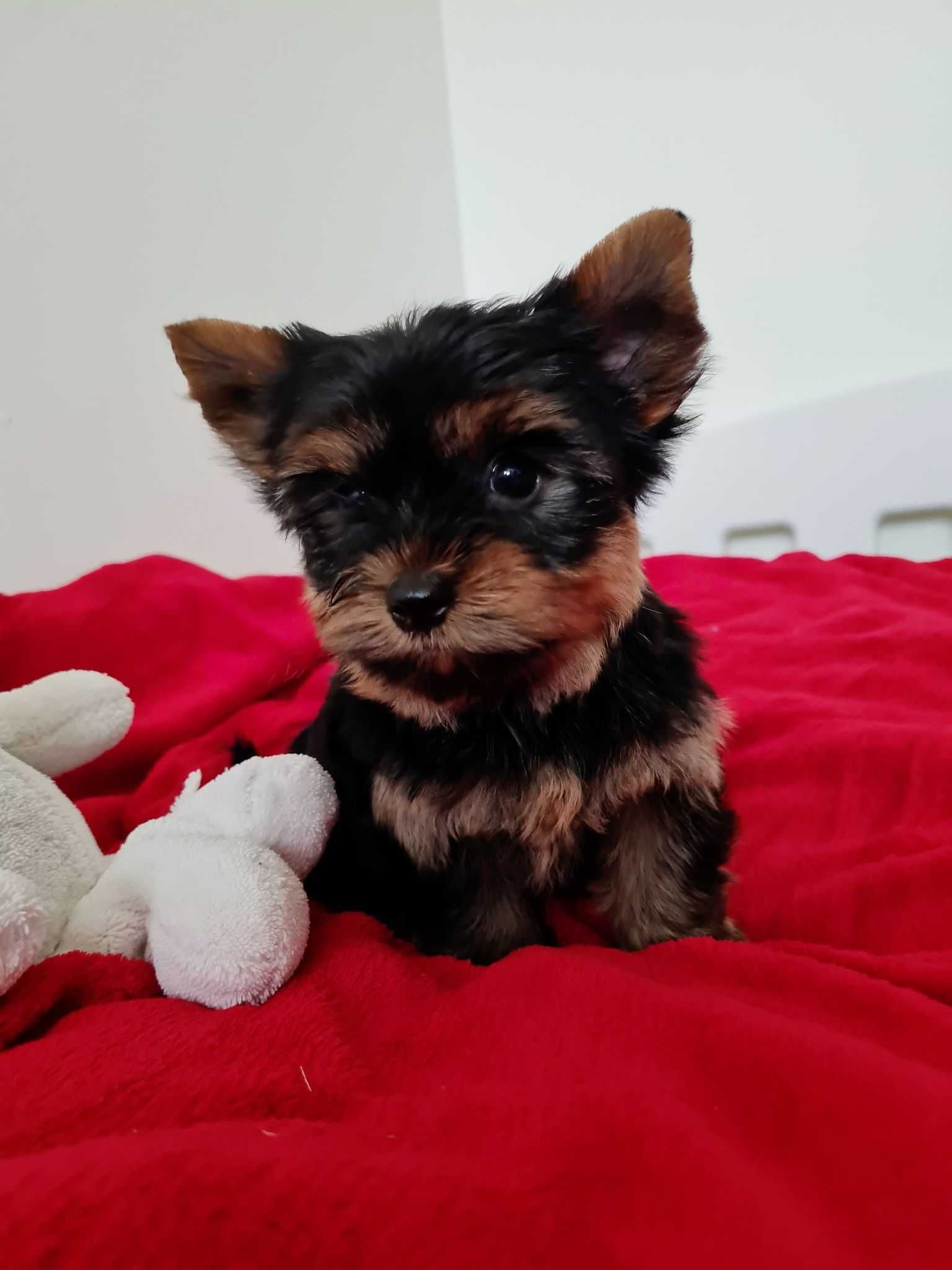 Rodowodowy Yorkshire Terrier Mini 1,8kg-Chłopiec