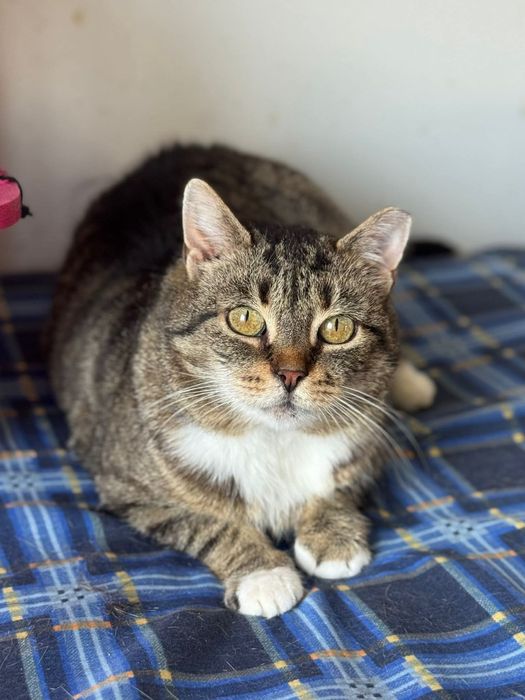 Kruszyna - wykątkowa, śliczna, grzeczna - szuka domu