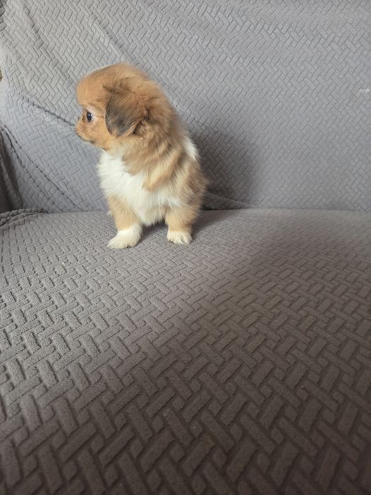 Pekińczyk pekińczyk