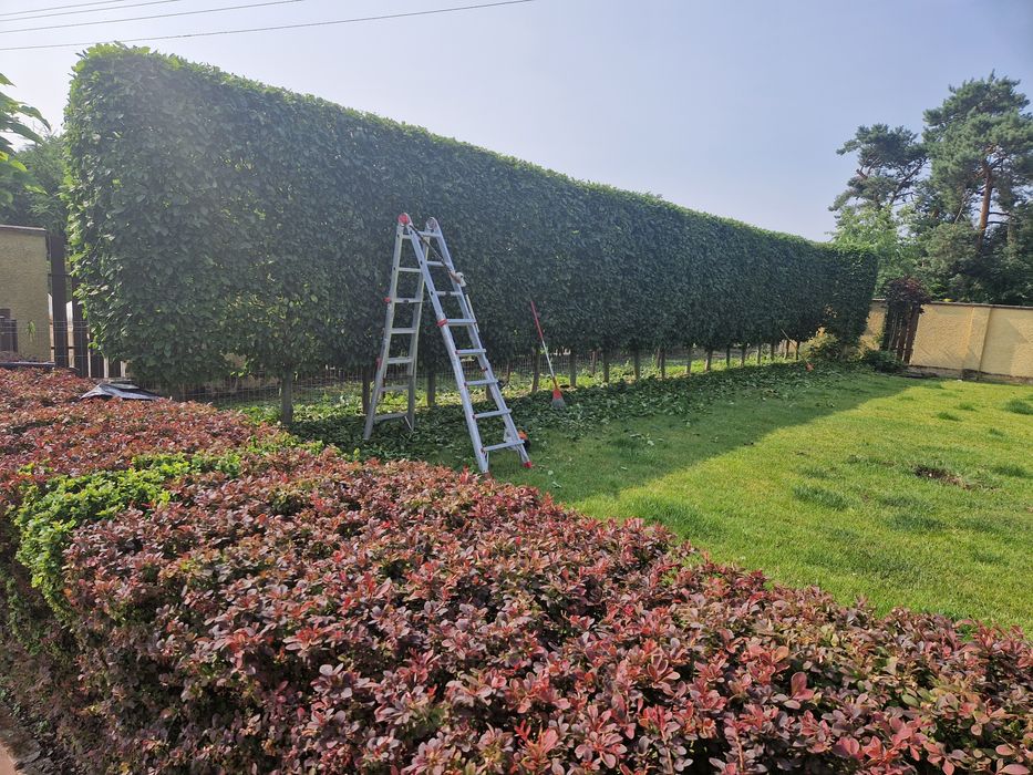 Wycinka drzew , karczowanie korzeni , ŻYWOPŁOTY-cięcie