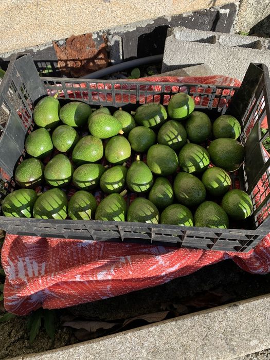 Abacates - 3€/kg